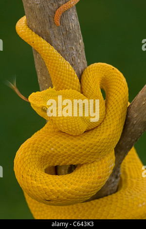 Tintura ciglia Palm-pitviper -(Bothriechis schlegeli) - Costa Rica - captive - foresta pluviale tropicale - velenosi Foto Stock