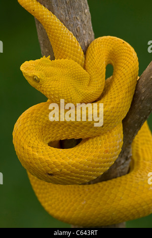 Tintura ciglia Palm-pitviper -(Bothriechis schlegeli) - Costa Rica - captive - foresta pluviale tropicale - velenosi Foto Stock