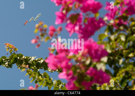 Parapendio vola oltre alcuni fiori di colore rosa in Olu Deniz, Turchia Foto Stock