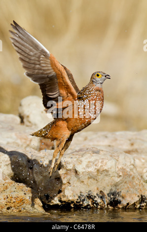 Gallo cedrone in volo nel Kalahari Foto Stock