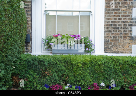 Esclusiva proprietà di costosi in Grange Grove in N1 Londra, Highbury e Islington, hedge e i fiori sul davanzale Foto Stock