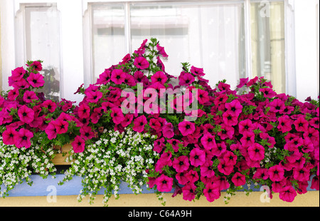 Finestra Fioriera la Petunia .Appledore North Devon. Foto Stock
