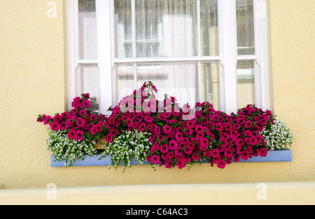 Finestra Fioriera la Petunia .Appledore North Devon. Foto Stock