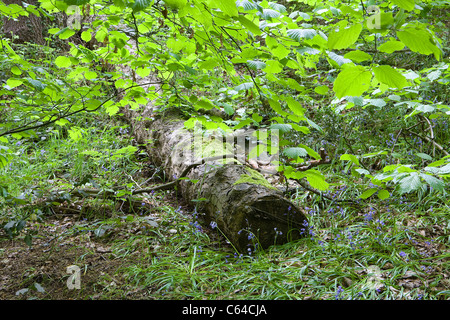 Caduto albero tronco tra i bluebells sotto un baldacchino di alberi a Appleton di guadi in modo irregolare a Warrington, Cheshire, Inghilterra Foto Stock