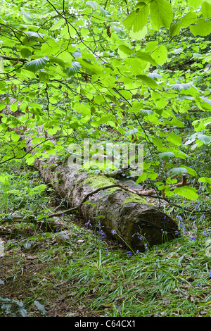 Caduto albero tronco tra i bluebells sotto un baldacchino di alberi a Appleton di guadi in modo irregolare a Warrington, Cheshire, Inghilterra Foto Stock