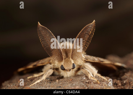 Gypsy Moth, Lymantria dispar dispar, maschio Foto Stock