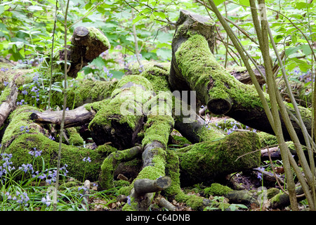 Abbattuto moss-coperto registra tra i bluebells a Appleton di guadi in modo irregolare a Warrington, Cheshire, Inghilterra Foto Stock