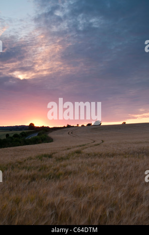 Un estate cielo assumendo le sfumature rosa del tramonto al di sopra di un campo di orzo dorato vicino Chiesa Brampton, Northamptonshire, Inghilterra Foto Stock