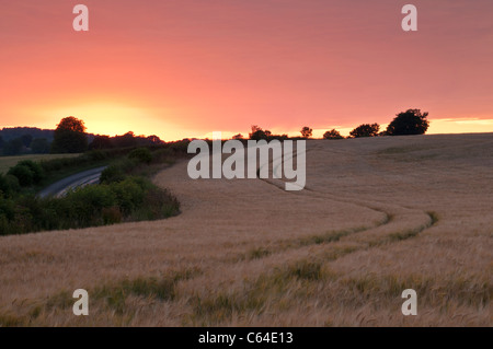 Un glorioso deep pink tramonto al di sopra di un campo di maturazione orzo vicino Chiesa Brampton, Northamptonshire, Inghilterra Foto Stock