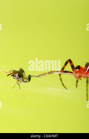 Spider preda macro di insetti shot Foto Stock