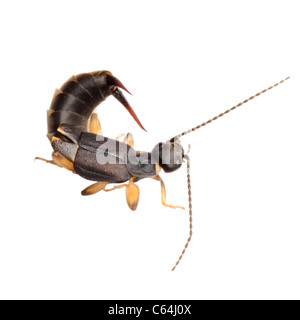 Gli insetti earwig bug isolato su bianco Foto Stock