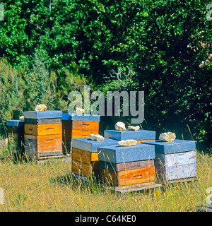 Alveari, Vaucluse Provence, Francia Foto Stock