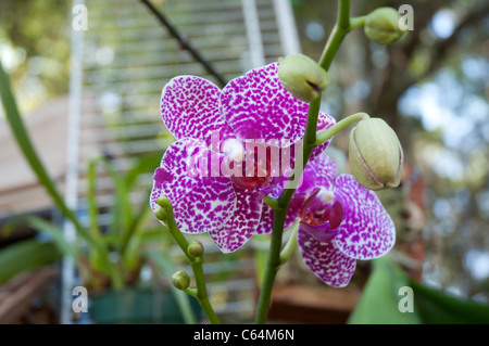 Kanapaha Festival di Primavera di Gainesville Florida piante di orchidee in vendita Foto Stock