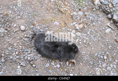 Dead Mole ( Talpa europaea ), REGNO UNITO Foto Stock