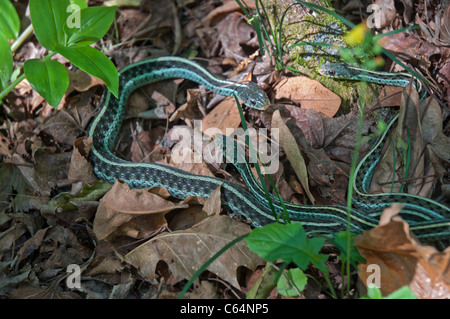 Kanapaha Festival di Primavera di Gainesville Florida Bluestripe orientale Garter Snake Thannophis sirtalis similis Rossman 1965 Foto Stock