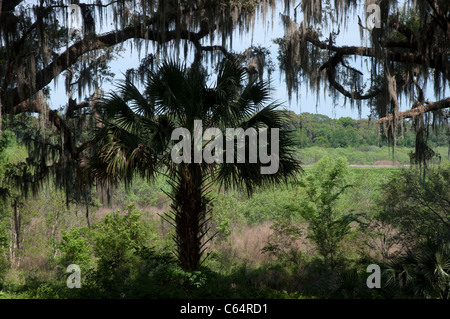 Kanapaha Festival di Primavera di Gainesville Florida Sabal palmetto tree e di lecci stagliano contro il lago e le praterie Foto Stock