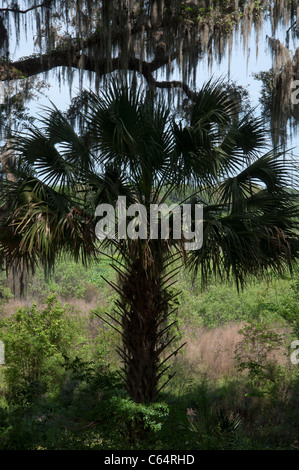 Kanapaha Festival di Primavera di Gainesville Florida Sabal palmetto albero si stagliano contro il lago e le praterie Foto Stock