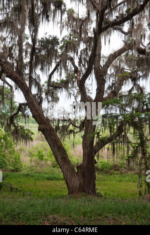 Kanapaha Festival di Primavera di Gainesville Florida Live Oak tree si affaccia sul Lago di Kanapaha Foto Stock