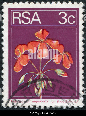 Sud Africa - 1974: un timbro stampato in Sud Africa (RSA), raffigura un fiore Pelargonium inquinans Foto Stock