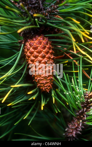 Lodgepole pino cono, Pinus contorta, var. latifolia, Burbage Moor, Derbyshire Foto Stock