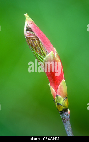 Leaf bud, Sycamore, Acer pseudoplatanus Foto Stock