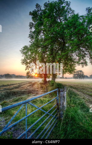 Sunrise sulle misty farmland, dietro due alberi ed un gate. Foto Stock