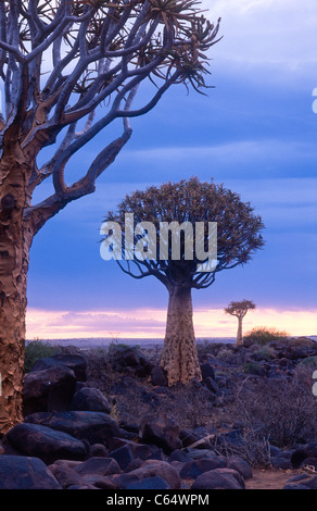 Faretra albero o Kocurboom, Aloe dichotoma, Keetmanshoop, Namibia. Foto Stock