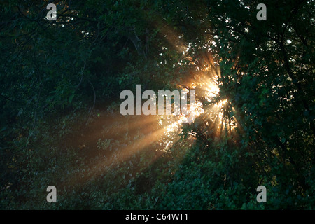 Scoppia la luce del sole attraverso le foglie di un albero. Foto Stock