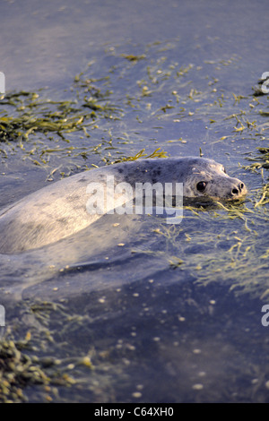 In prossimità della guarnizione grigio Pup nuoto Foto Stock