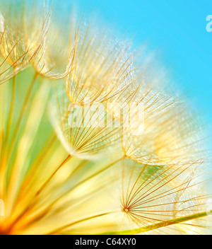 Morbidi fiori di tarassaco macro contorno su sky sfondo blu Foto Stock