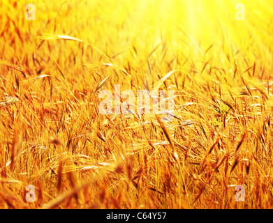 Campo di grano paesaggio soleggiato, closeup di segala con il fuoco selettivo, concetto di raccolto Foto Stock