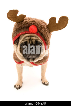 Pug vestito come una renna per Natale. Foto Stock