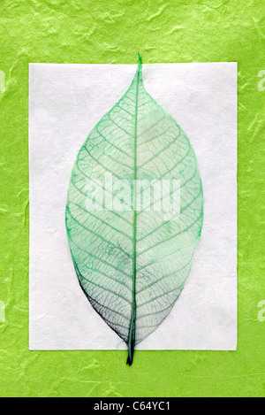Verde foglia scheletro close up per lo sfondo Foto Stock