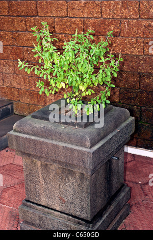 Tulsi o basilico santo impianto su una pietra scolpita stand contenitore speciale Foto Stock