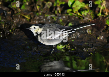 Pied wagtail (Motacilla alba) alimentazione in corrente. Dorset, Regno Unito Gennaio 2010 Foto Stock