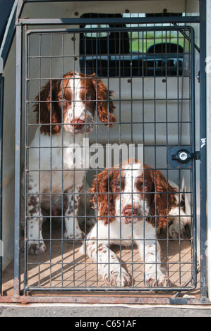 English Springer épagneuls cani, sedici settimane vecchio cuccioli, seduto nella gabbia di viaggio in auto Foto Stock