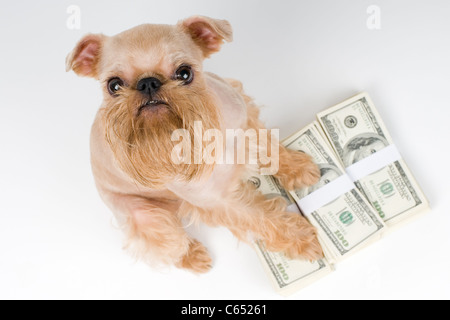 Ai piedi di un cane un mucchio di soldi, protezione delle finanze Foto Stock