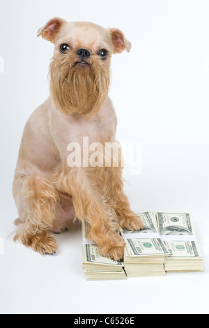 Ai piedi di un cane un mucchio di soldi, protezione delle finanze Foto Stock
