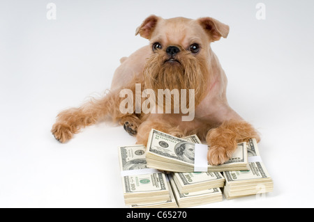 Ai piedi di un cane un mucchio di soldi, protezione delle finanze Foto Stock