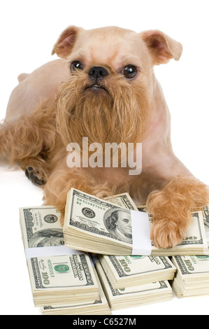 Ai piedi di un cane un mucchio di soldi, protezione delle finanze Foto Stock