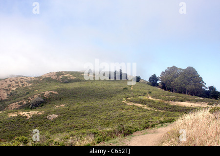 La nebbia e nuvole basse intorno al Muir Woods National Monument a Marin County, California Foto Stock