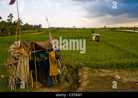 Sgangherate rifugi in risaie, Bali, Indonesia. Foto Stock