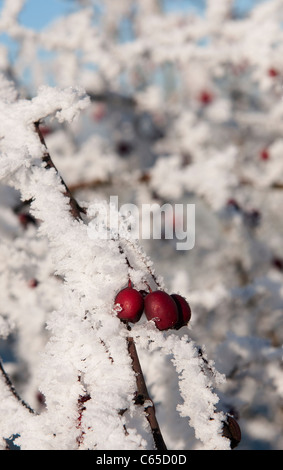 Bellissima vista della trasformata per forte gradiente bianco gelo su un ramo di albero Foto Stock