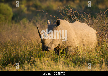 Rinoceronte bianco (Ceratotherium simum), Hluhluwe-Imfolozi Game Reserve, Sud Africa Foto Stock