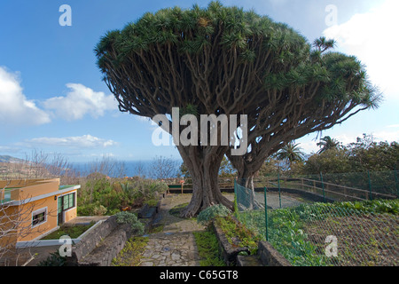 Zwillingsdrachenbaeume, Kanarischer Drachenbaum, Dracaena draco, San Isidro, Brena Alta, Dragos Gemelos, twin dragon alberi Foto Stock