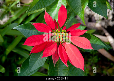 Bluetenstand eines Weihnachtssterns, Roter Weihnachtsstern, Euphorbia pulcherrima, Wild crescente Euphorbia rosso Foto Stock