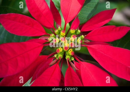 Bluetenstand eines Weihnachtssterns, Roter Weihnachtsstern, Euphorbia pulcherrima, Wild crescente Euphorbia rosso Foto Stock