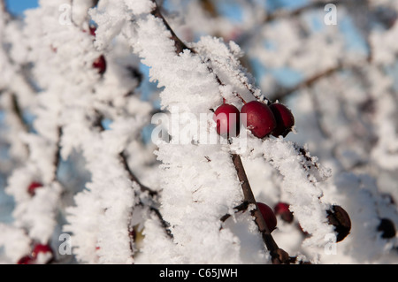 Bellissima vista della trasformata per forte gradiente bianco gelo su un ramo di albero Foto Stock