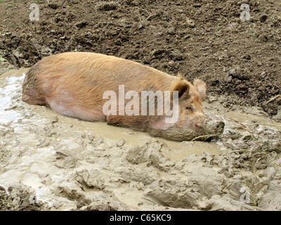 Suini domestici, unico animale in appoggio nel fango, Midlands, Giugno 2011 Foto Stock