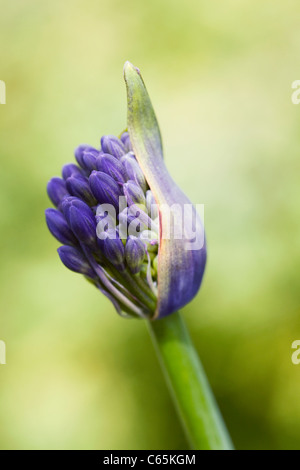 Agapanthus 'Kirstenbosch'. Emerging boccioli di fiori. Foto Stock